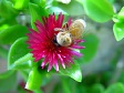 Honeybee on Flower.jpg